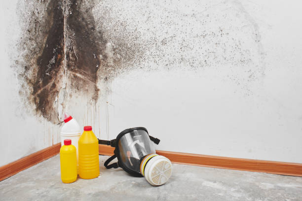 Best Local Mold Removal Service  in Aho Falls, ID