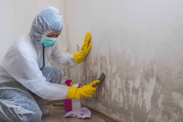 Best Mold Testing  in Aho Falls, ID