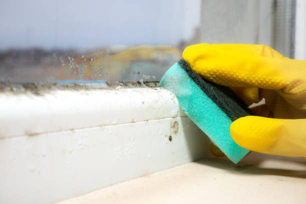 Best Mold Remediation  in Aho Falls, ID