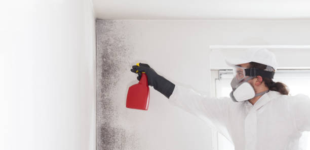 Attic Mold Removal in Idaho Falls, ID