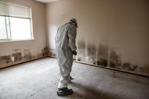Best Mold Removal and Inspection  in Aho Falls, ID